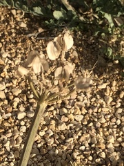Vesper macrorhizus