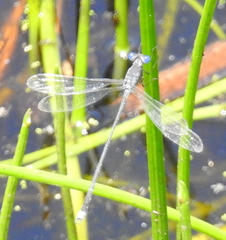 Lestes tridens