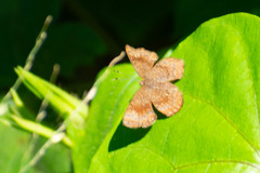 Calephelis aymaran