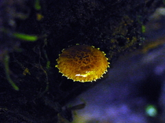 Cystoagaricus