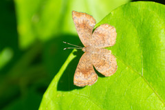 Calephelis aymaran