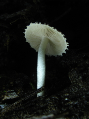 Cystoagaricus