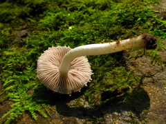 Cystoagaricus