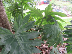 Thaumatophyllum bipinnatifidum