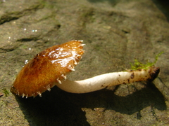 Cystoagaricus