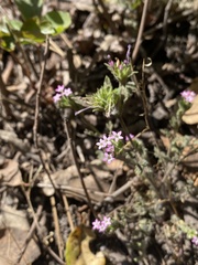 Collomia heterophylla