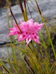 Gladiolus crispulatus