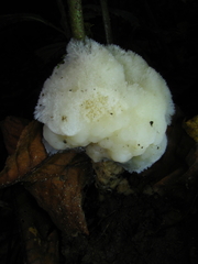 Sebacinaceae