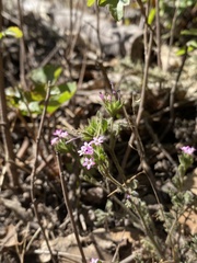 Collomia heterophylla