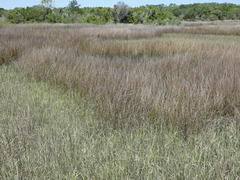 Juncus roemerianus