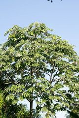Cecropia adenopus