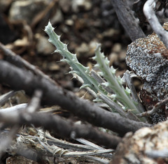 Cirsium occidentale