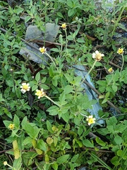Tridax procumbens