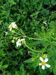 Tridax procumbens