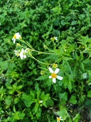 Tridax procumbens