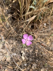 Clarkia bottae