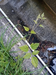 Clematis vitalba