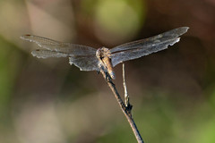 Tramea cophysa