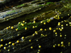 Trichoderma citrinum