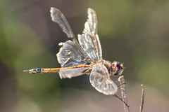 Tramea cophysa