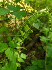 Tellima grandiflora