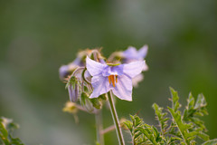 Solanum sisymbriifolium