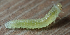 Periclista
