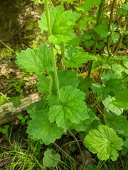 Tellima grandiflora
