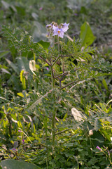 Solanum sisymbriifolium