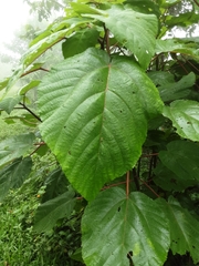 Acalypha hispida