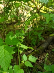 Tellima grandiflora