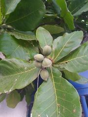 Terminalia catappa