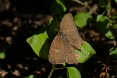 Cissia phronius
