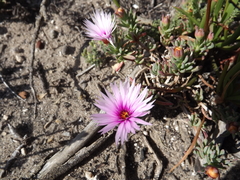 Lampranthus ceriseus