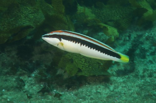 Comb wrasse (Coris picta) — Labridae — 2