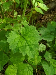 Tellima grandiflora