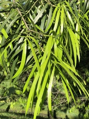 Podocarpus rumphii