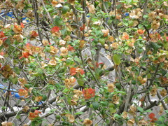 Holmskioldia sanguinea