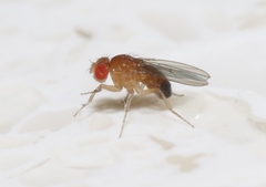 Drosophila melanogaster