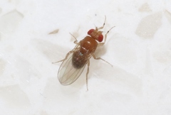 Drosophila melanogaster