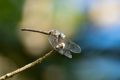 Micrathyria longifasciata