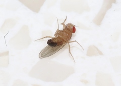 Drosophila melanogaster
