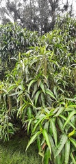 Escallonia pendula