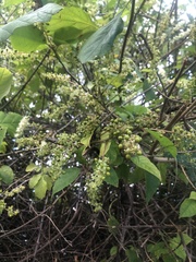Trichostigma octandrum