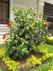 Hibiscus rosa-sinensis