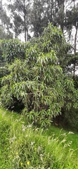Escallonia pendula