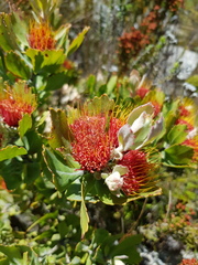 Leucospermum mundii