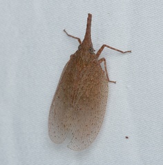 Rentinus dilatatus