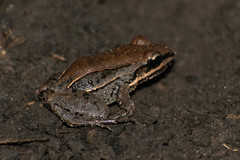 Leptodactylus mystacinus