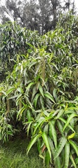 Escallonia pendula